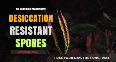 Vascular Plants and Their Spores: Unraveling Desiccation Resistance Secrets