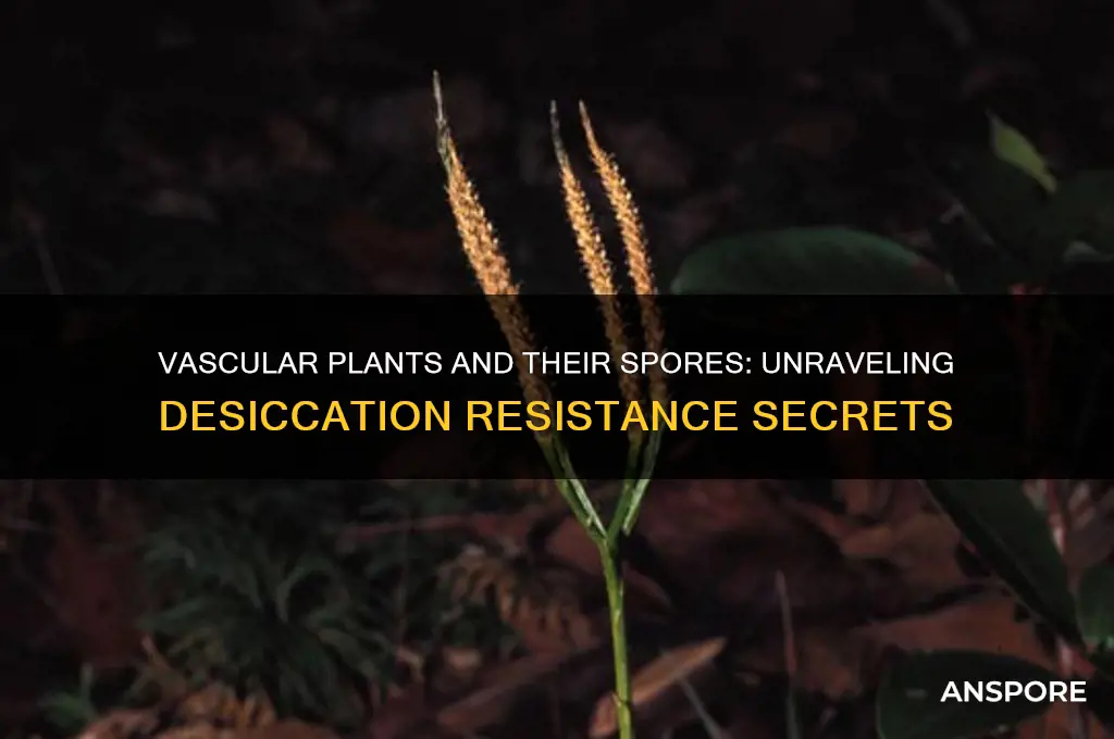 do vascular plants have desiccation resistant spores