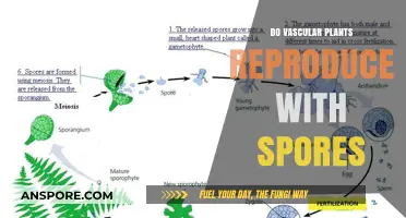 How Do Vascular Plants Reproduce? Exploring Spore-Based Reproduction Methods