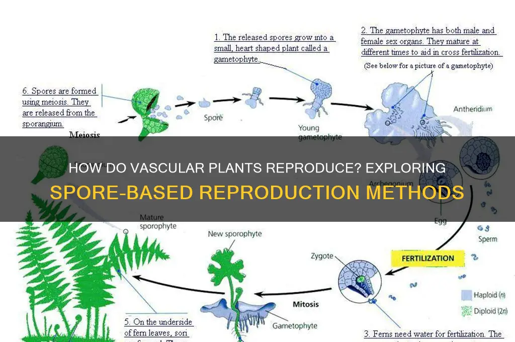 do vascular plants reproduce with spores