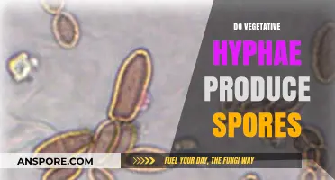 Do Vegetative Hyphae Produce Spores? Unraveling Fungal Reproduction Mysteries