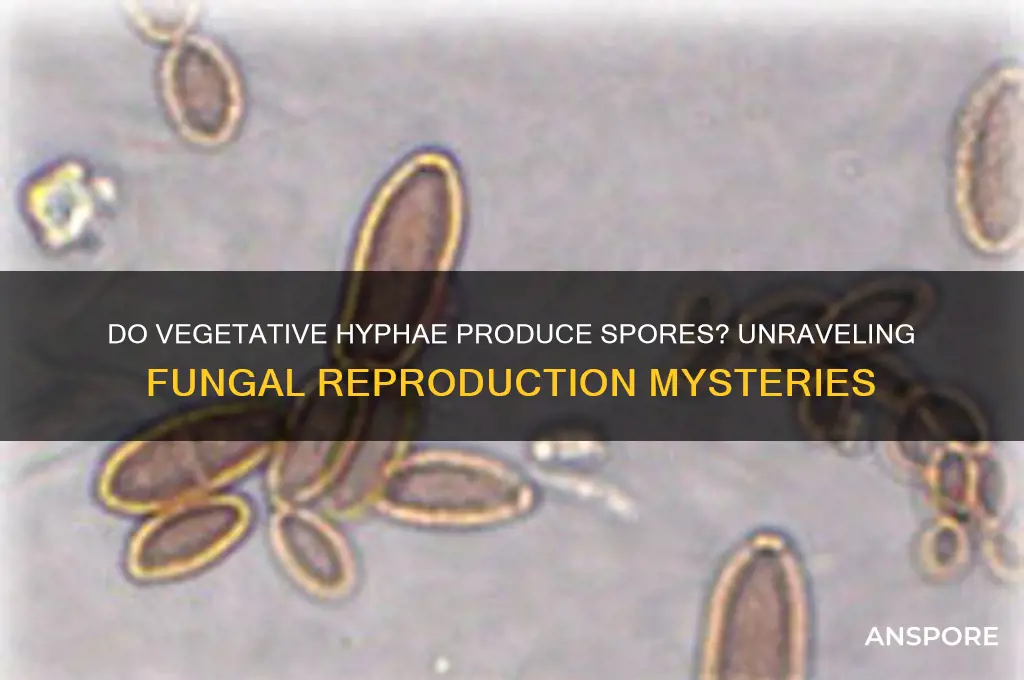 do vegetative hyphae produce spores