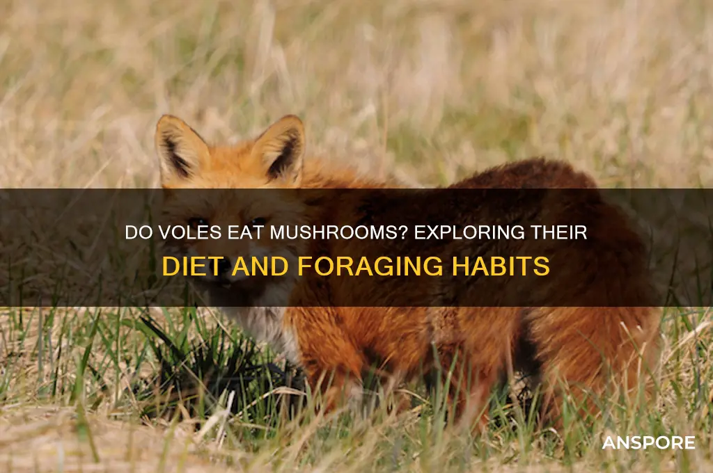 do voles eat mushrooms