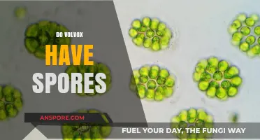 Do Volvox Produce Spores? Unveiling the Truth About Their Reproduction