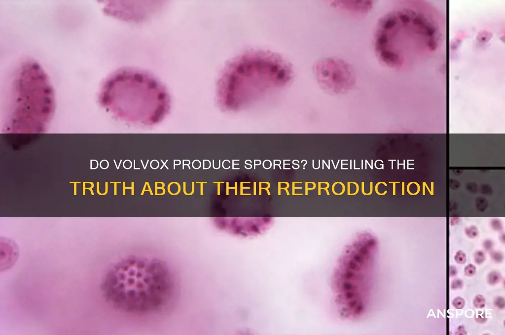 do volvox have spores