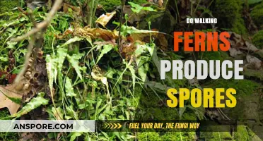 Do Walking Ferns Produce Spores? Unveiling Their Unique Reproduction Methods