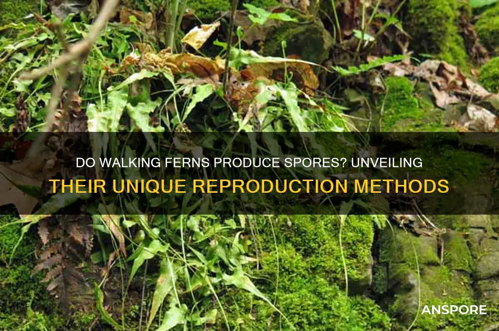 do walking ferns produce spores