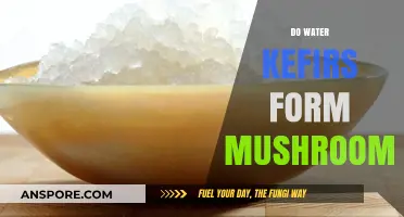 Water Kefir and Mushroom: What's the Link?