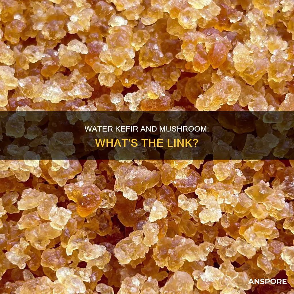 do water kefirs form mushrooms