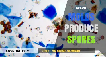 Do Water Molds Produce Spores? Unveiling Their Reproduction Secrets