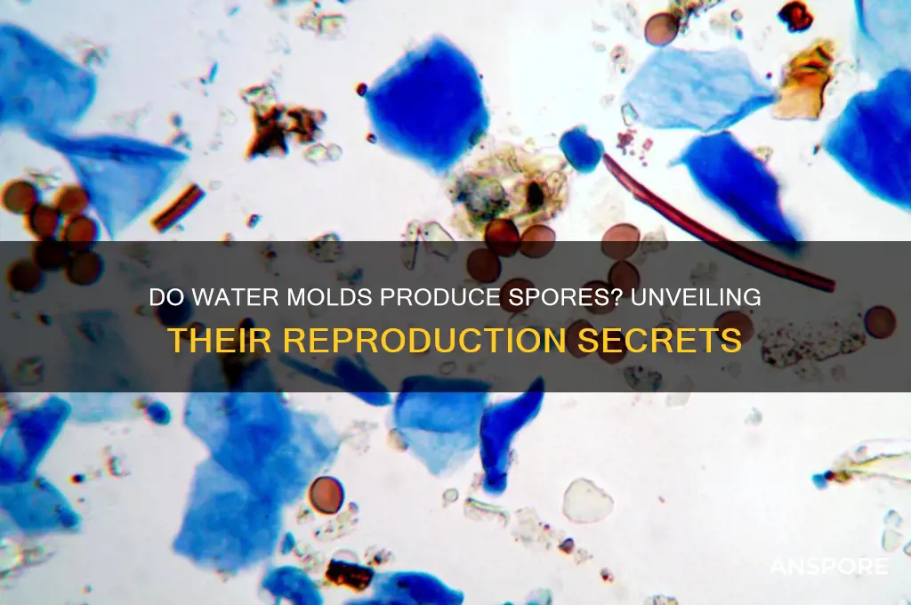 do water molds produce spores