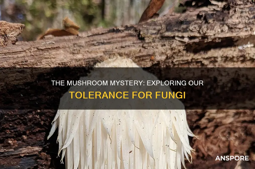 do we build i by lerance for mushrooms