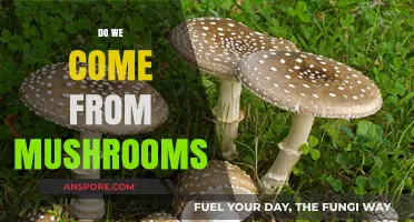 The Fungal Link to Human Evolution