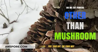 Beyond Mushrooms: Exploring the Fungus Foods We Eat Daily