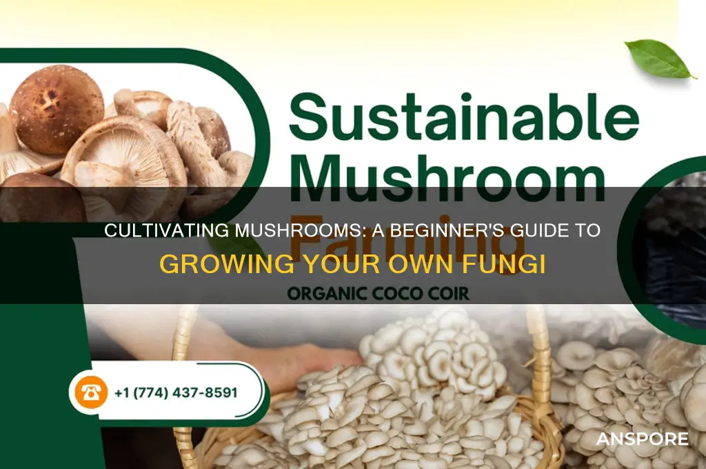 do we grow mushrooms