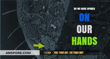 Invisible Spores: Are Our Hands Carrying Hidden Microbial Hitchhikers?