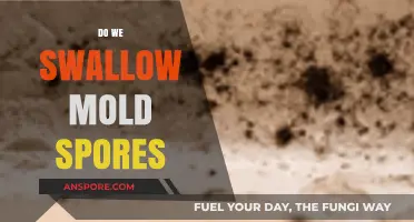 Do We Swallow Mold Spores? Unveiling the Hidden Truth