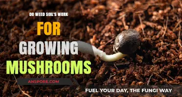 Can Weed Soil Successfully Cultivate Mushrooms? Exploring Growth Potential