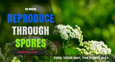 Do Weeds Reproduce Through Spores? Unraveling Weed Propagation Myths