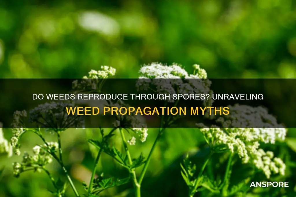 do weeds reproduce through spores