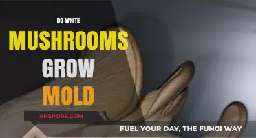 Can White Mushrooms Grow Mold? Understanding Fungal Risks and Prevention
