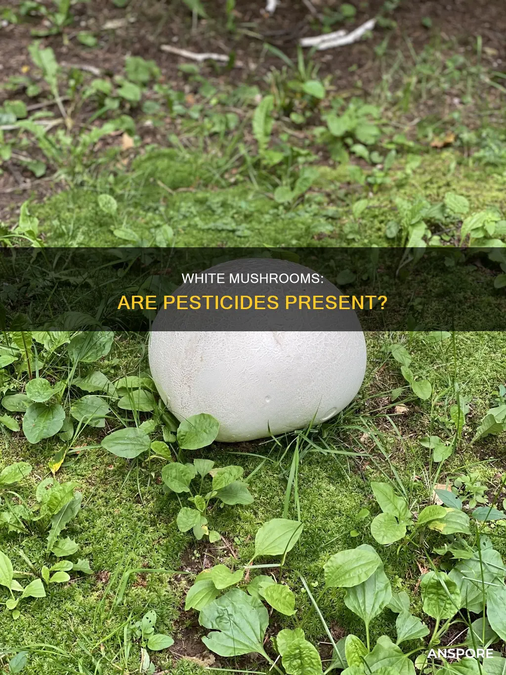 do white mushrooms have pesticides