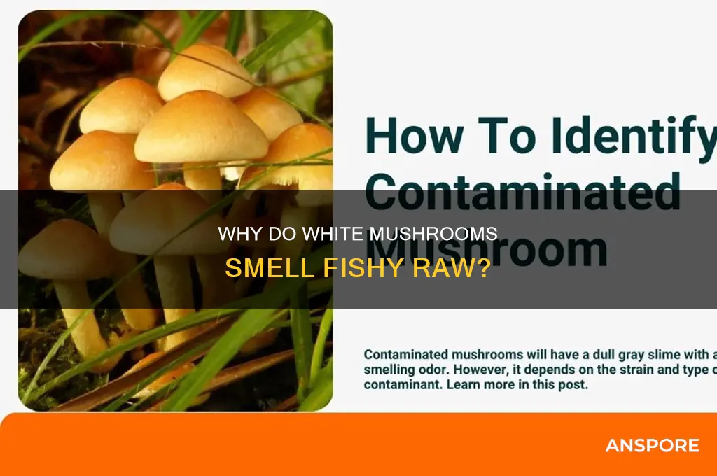 do white mushrooms smell fishy when raw
