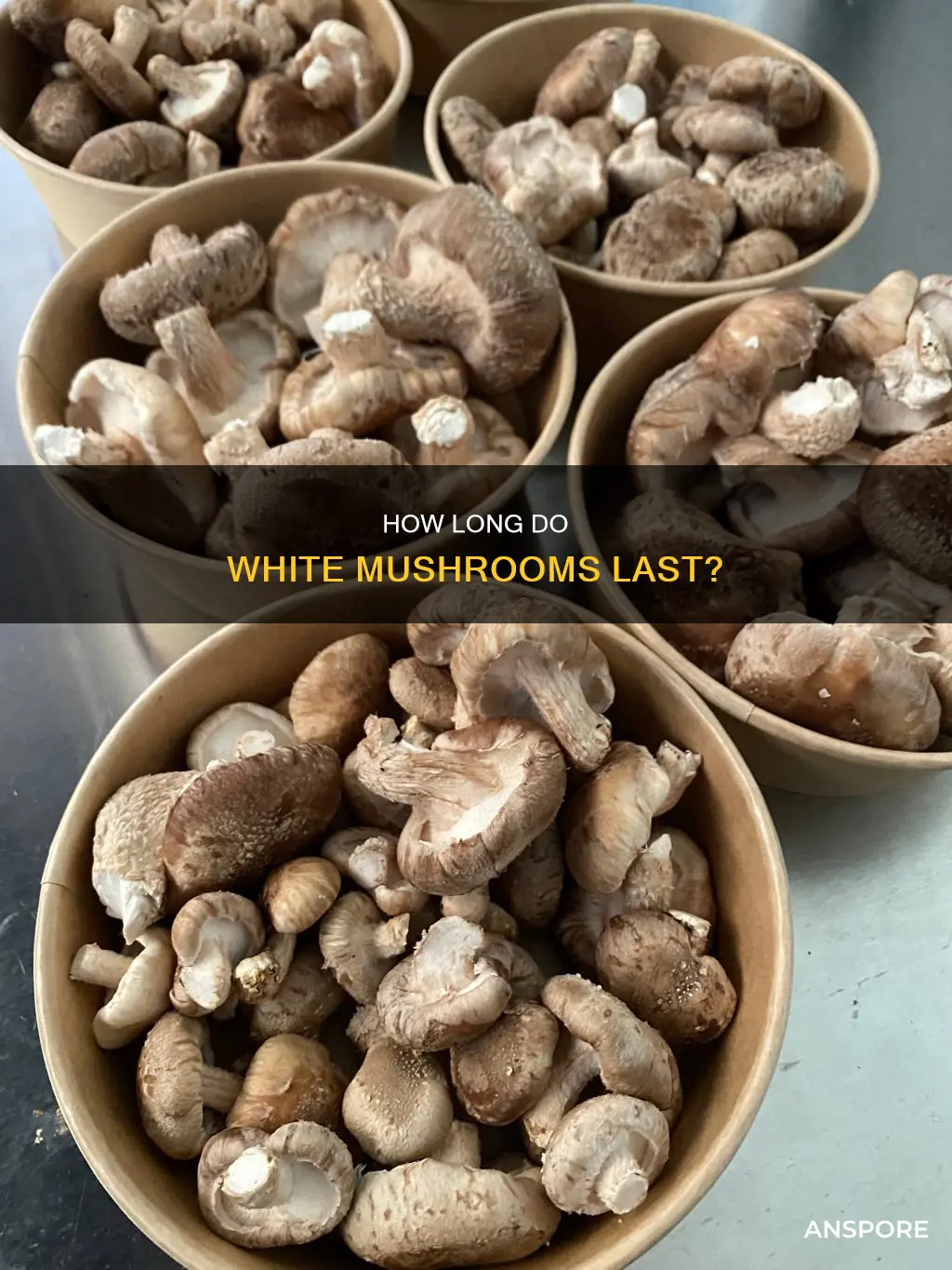 do white mushrooms spoiled