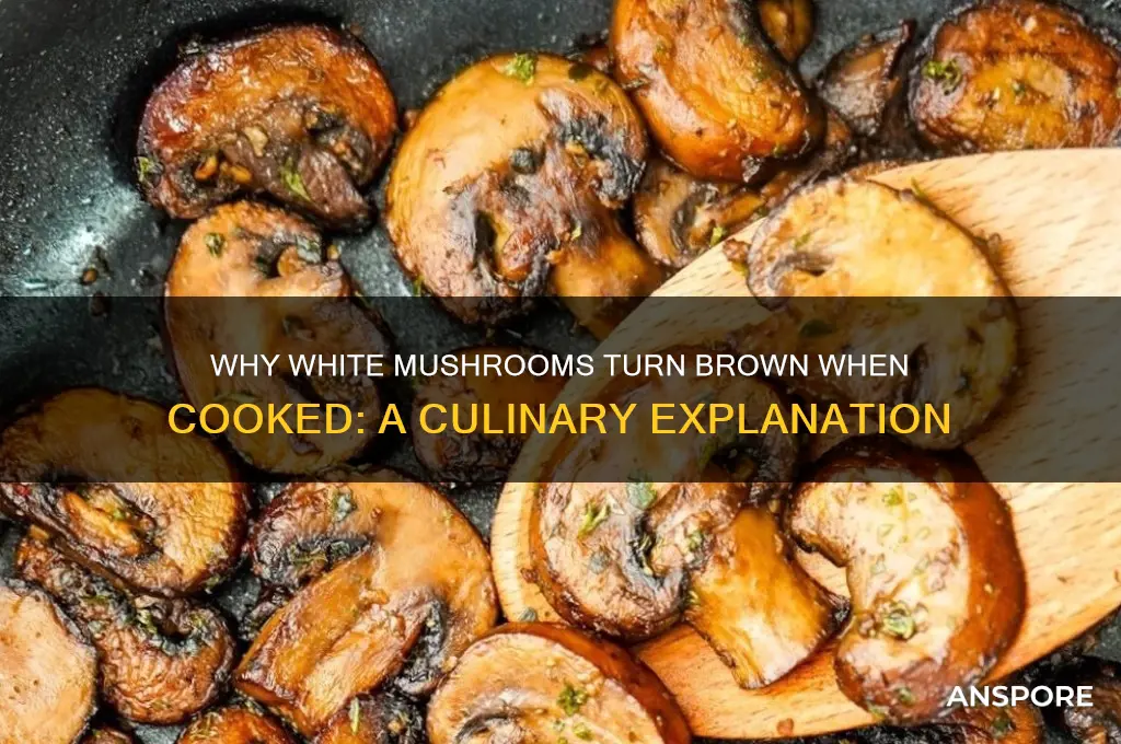 do white mushrooms turn brown when cooked