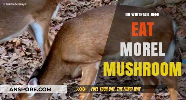 Do Whitetail Deer Eat Morel Mushrooms? Uncovering the Truth