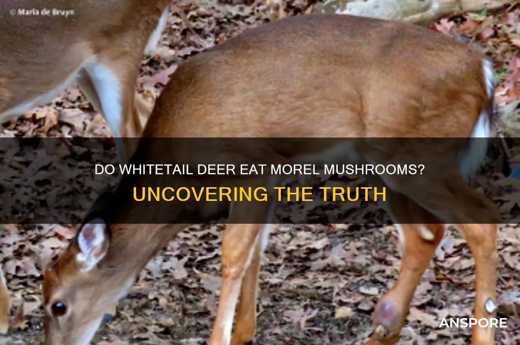 do whitetail deer eat morel mushrooms
