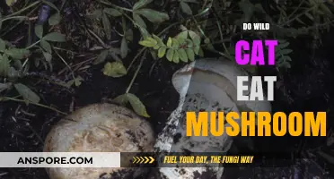 Do Wild Cats Eat Mushrooms? Exploring Feline Foraging Habits