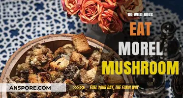 Wild Hogs and Morel Mushrooms: Uncovering Their Foraging Habits