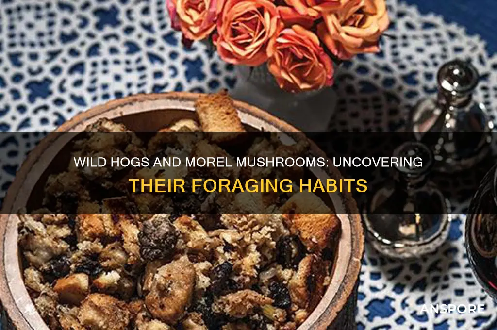 do wild hogs eat morel mushrooms