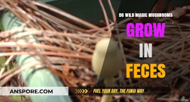 Wild Magic Mushrooms and Feces: Unraveling the Growth Myth