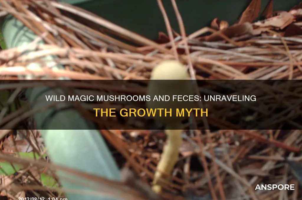 do wild magic mushrooms grow in feces