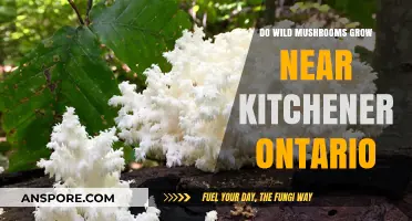 Exploring Wild Mushrooms Near Kitchener, Ontario: A Forager's Guide