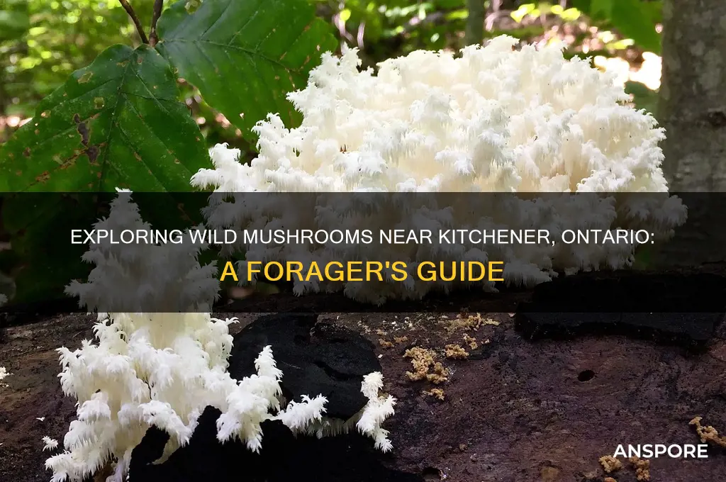 do wild mushrooms grow near kitchener ontario