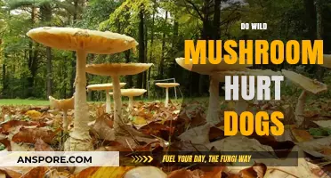 Wild Mushrooms: Are They Harmful to Dogs?