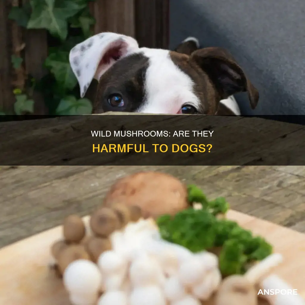 do wild mushrooms hurt dogs