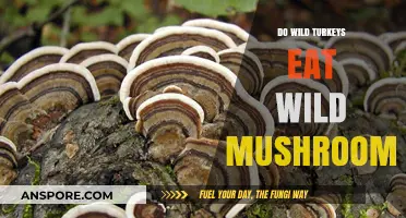 Wild Turkeys and Mushrooms: Exploring Their Natural Foraging Habits
