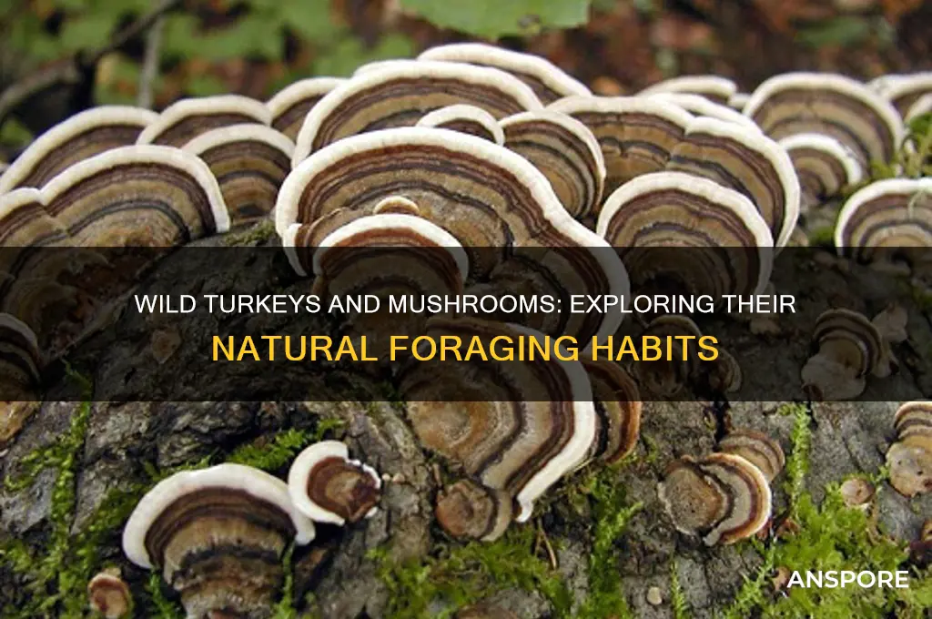 do wild turkeys eat wild mushrooms
