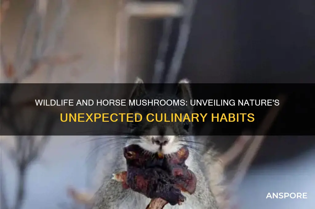 do wildlife eat horse mushrooms