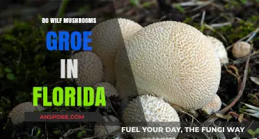 Wilf Mushrooms in Florida: Where and When to Find Them