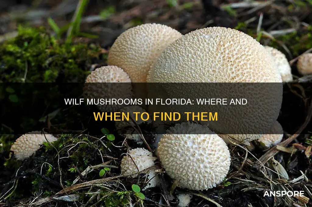 do wilf mushrooms groe in florida