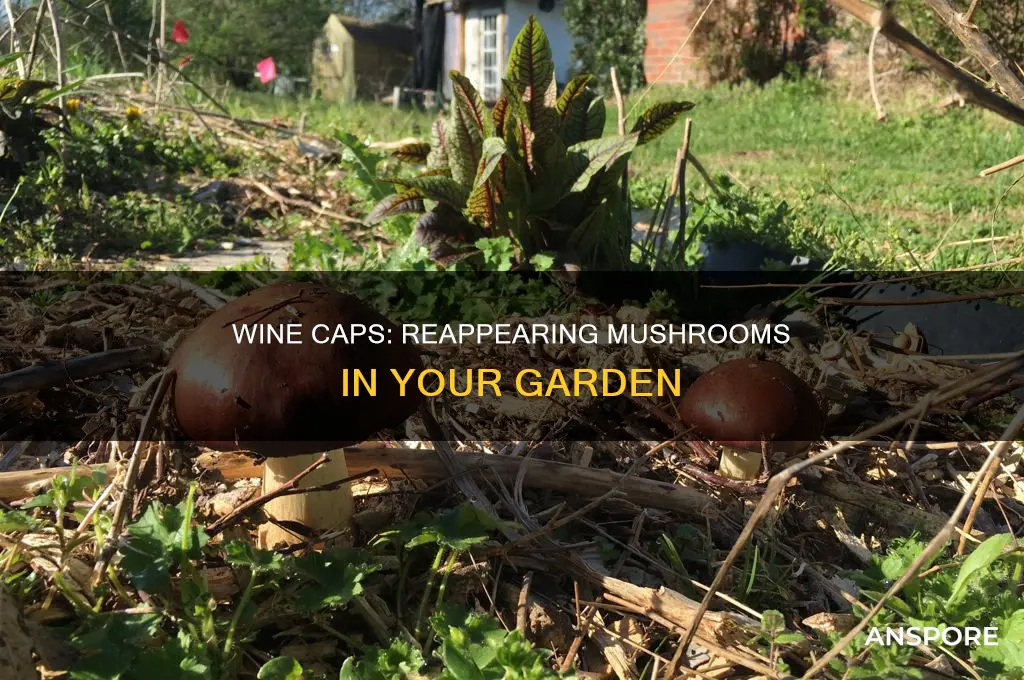 do wine cap mushrooms come back every year