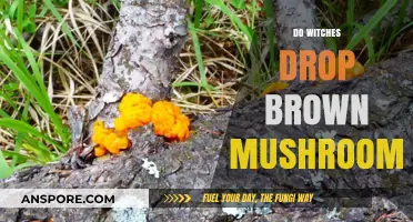 Brown Mushrooms: A Witch's Brew?
