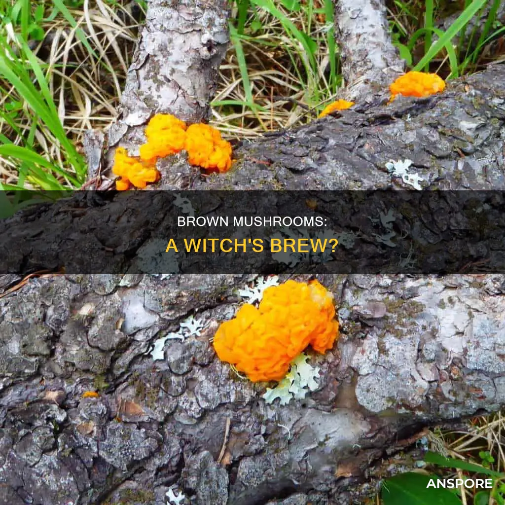 do witches drop brown mushrooms