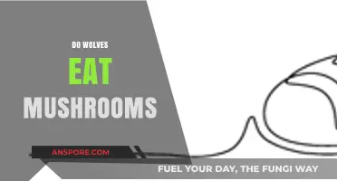 Do Wolves Eat Mushrooms? Exploring Carnivores' Unexpected Dietary Habits