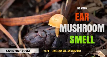 Wood Ear Mushrooms: Do They Smell?